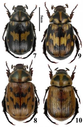 Réf. 282 386 : Anomala blaisei